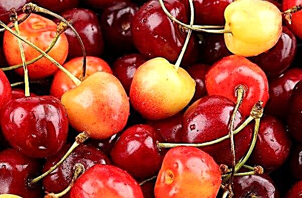 In Melitopol, they will collect half as much cherry