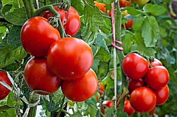 米国ではトマトの輸入が増加