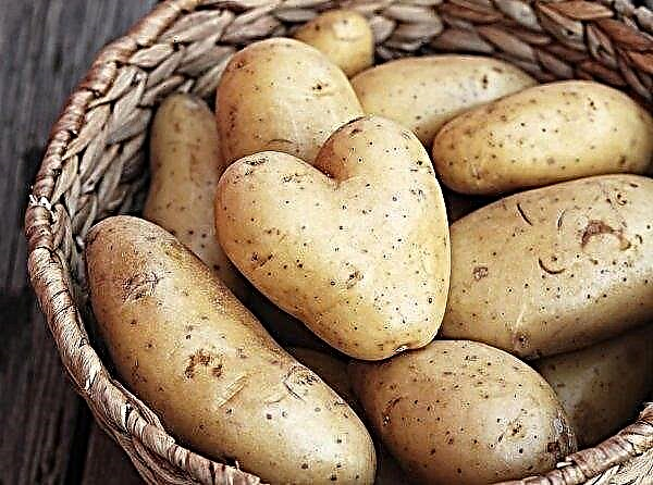 Unik aserbajdsjansk kartoffel kaldet menneskelige navne