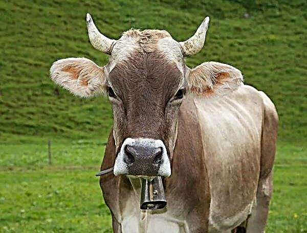 ベラルーシの農場で、牛は空腹で死ぬ