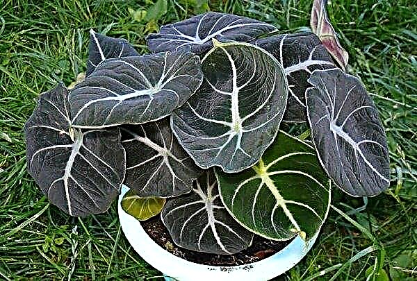 Alocasia: the use of plants in folk medicine, medicinal properties and contraindications, photo