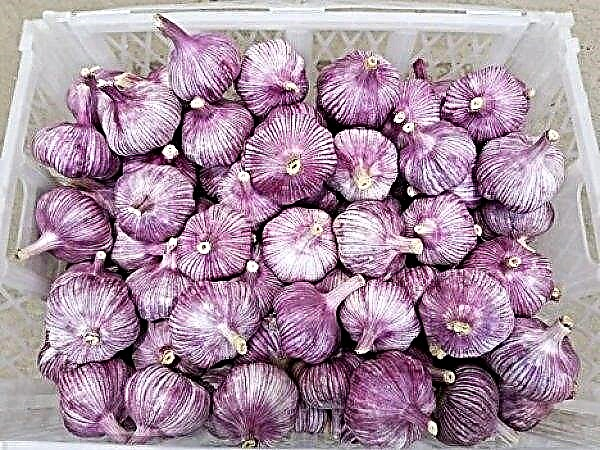Unique purple garlic is grown in the mountains of Peru