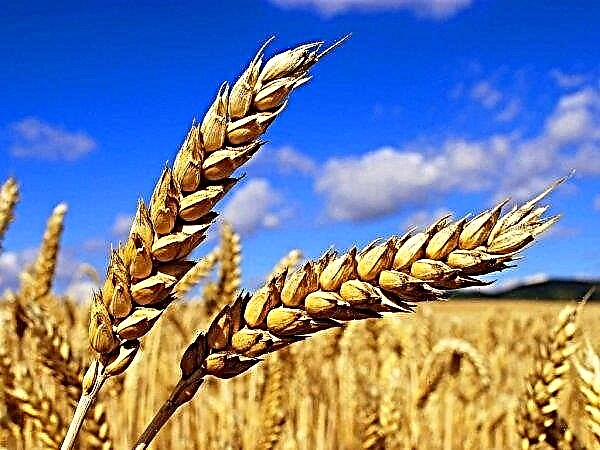 في جمهورية جنوب إفريقيا ، يؤتي برنامج Grain SA لتنمية المزارعين ثماره
