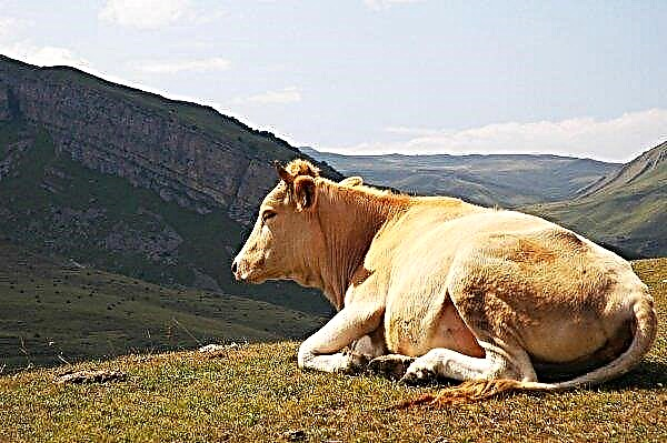 Les éleveurs de Tyumen ont commencé une surveillance totale de leurs vaches