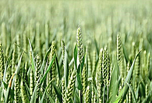 Ukraińskie gospodarstwo opracowało optymalny system nawozów pszenicy ozimej