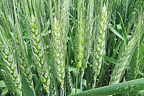 This year, smut may attack winter wheat crops