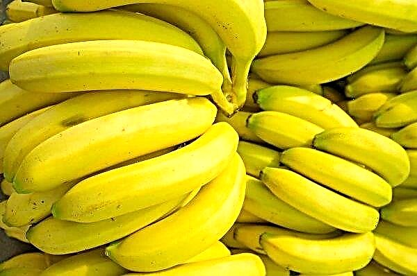 Petani Ukraina menanam pisang mini di rumah kaca