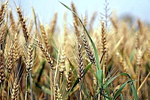Russian farmers conveyed another “wheat hello” to Koreans