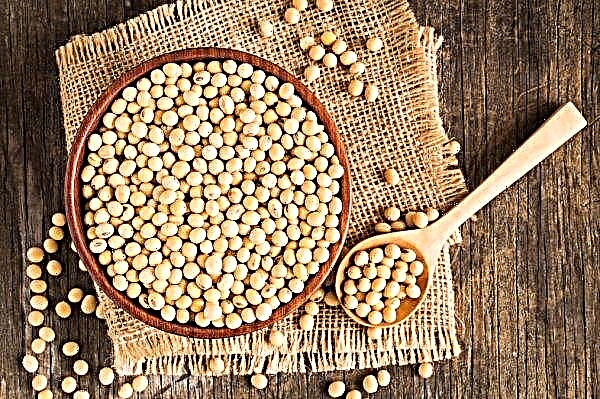 Argentinean Bioceres awaits US and China approval for its stress-resistant soybean seed