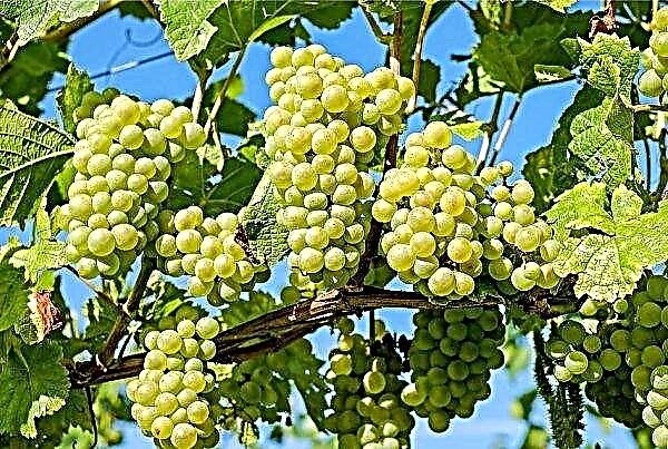 Ivano-Frankivsk region returns to grape growing