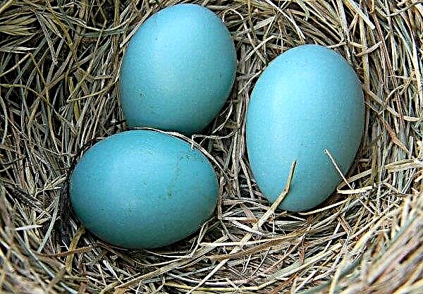 Na trhu Lutska sa objavili zelené kuracie vajcia