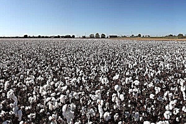 Indickí farmári zasiali bavlnu na protest