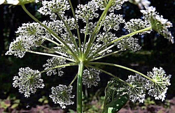 Five thousand hectares near Moscow "cured" of the cow parsnip