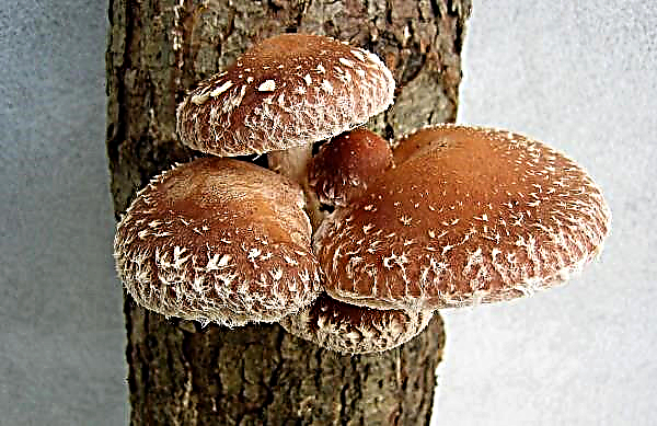 Exotic mushrooms began to grow in Transcarpathia
