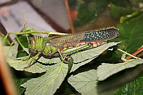 In Sardinia, a locust invasion devastates crops