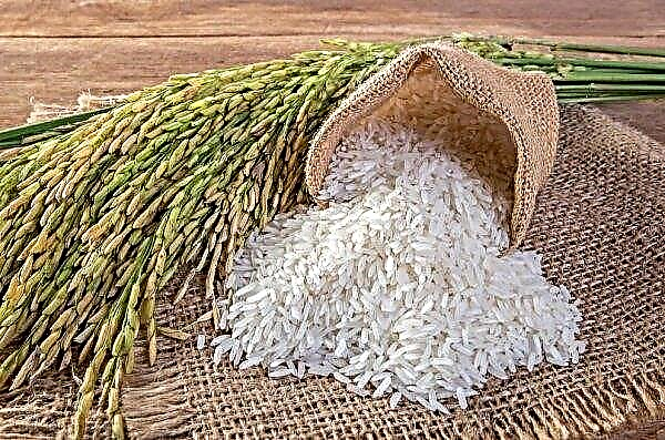 Kherson-jordbrukere sår mindre ris og soyabønner på grunn av høye vanntariffer