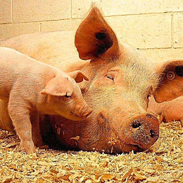 Да ли ново вакцина може да спаси све свиње на свету од афричке куге