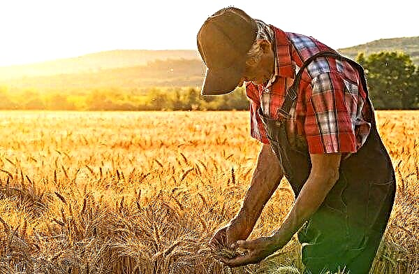 Agricultores britânicos alertam: se o número de trabalho não aumentar quatro vezes - haverá uma crise