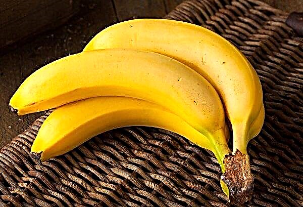 デンマークの小売業者は有機バナナのみを販売する予定です
