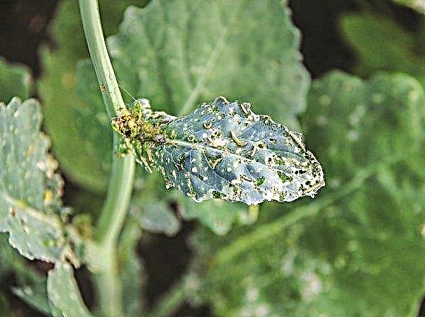 In the UK, the invasion of cabbage moth