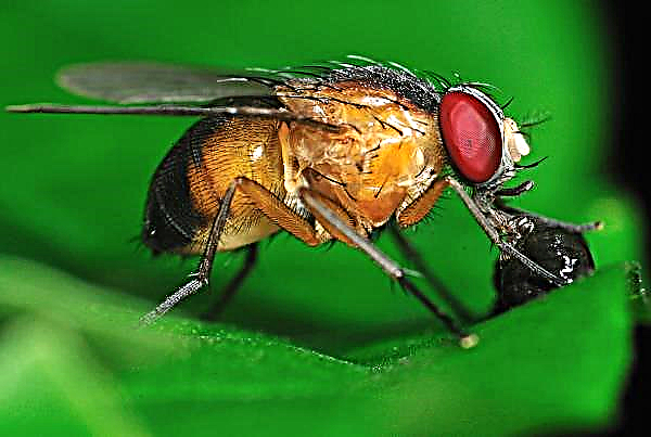 Australian scientists grow fruit flies for farmers