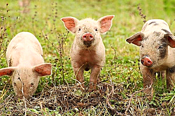 ASF: People in contact with pigs should not be involved in mushroom picking