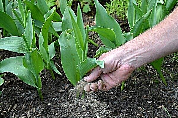 Diseases of tulip bulbs and their treatment, which pests eat bulbs