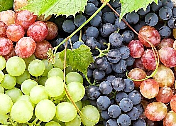 Ukrainos vynuogininkystė patiria krizę
