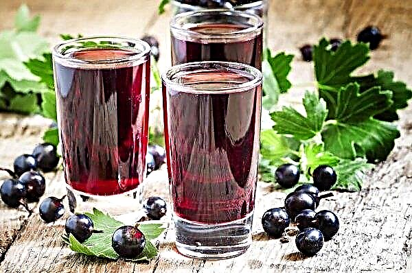 Blackcurrant: useful properties and contraindications for health, calorie content, vitamins, BZHU