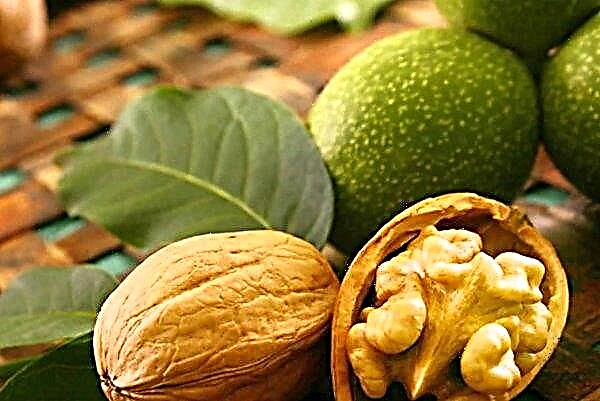 Cherkasyn alue saavutti ennätyksen pähkinöiden kasvattamisesta