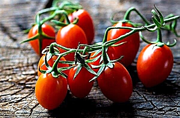 Polen erhöht den Preis für einheimische Tomaten