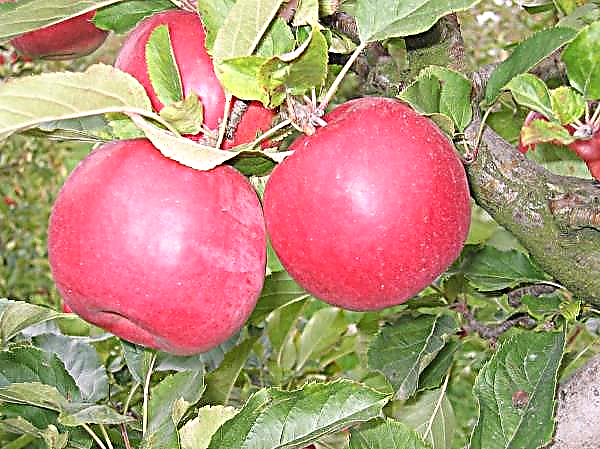 Favorite apple of world gardeners - Golden Delishes