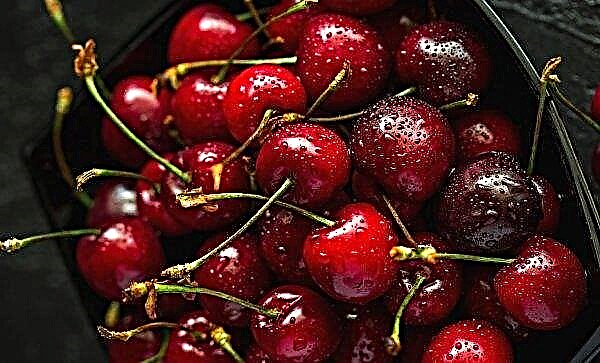 A cereja doce ucraniana foi pela primeira vez para a China