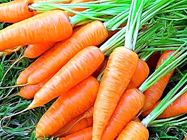 Ukrainian farmers increase carrot production