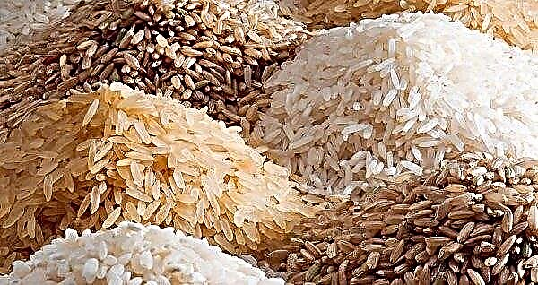 Ilma basmatita India riisi eksport peatus