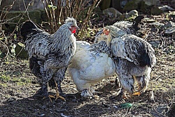 150 mil pollos quemados en un incendio en una granja avícola en la región de Kiev