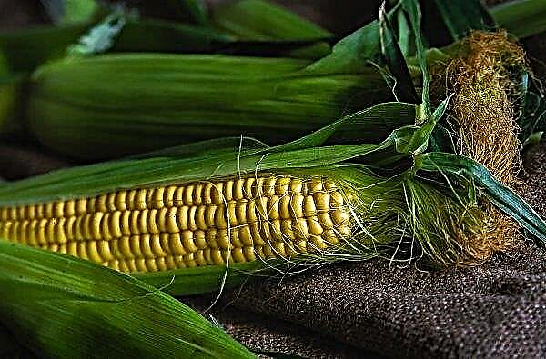 В САЩ културите от царевица и соя се подобряват леко