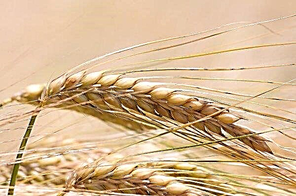 Près des éleveurs de Moscou ont montré au monde cent soixante-dix variétés uniques de céréales