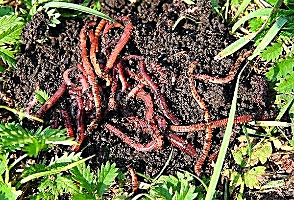 Ukraine’s arable land lacks earthworms