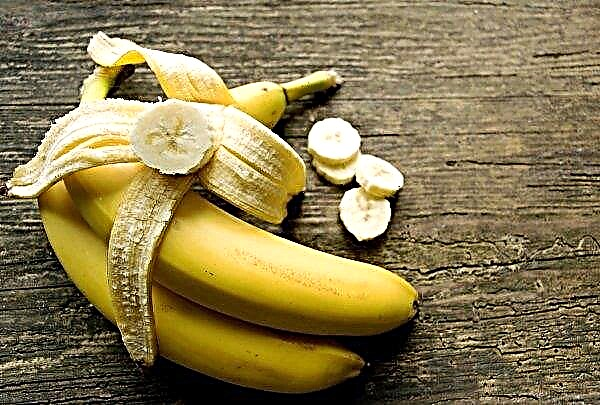 Crescătorii chinezi au crescut banane rezistente la TR4