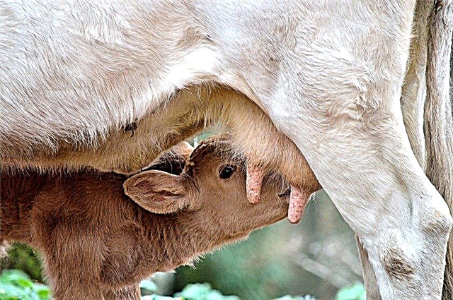 Keeping calves at home: feeding, rooming, care