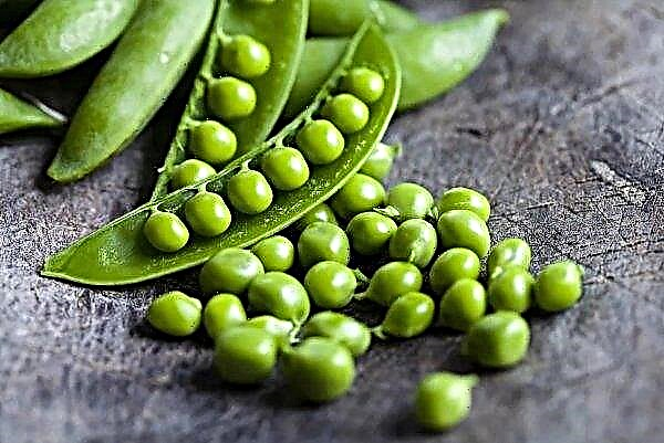 Ukrainian farmers neglect peas