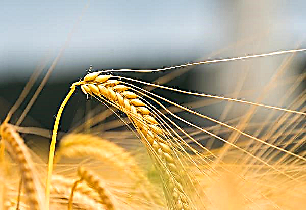 A farm from the Zaporizhzhya region prefers domestic varieties of wheat