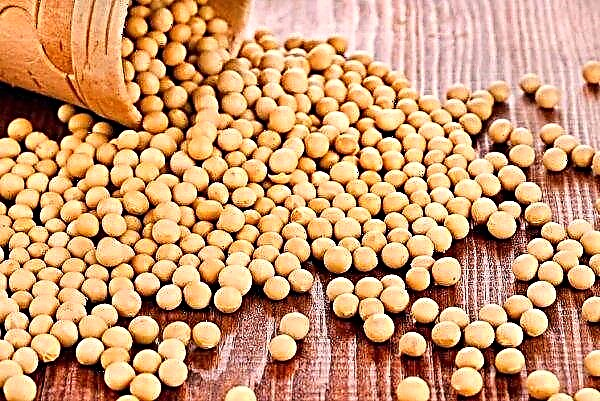 Grain Alliance launches soybean and maize sowing campaign