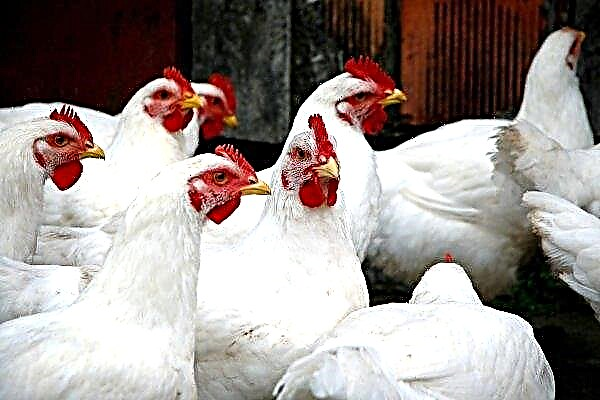 Bulgaria is terrorized by bird flu