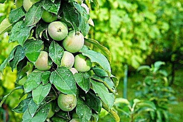 Poda de macieiras em forma de maçã no outono: um diagrama de como podar, como moldar, cuidar