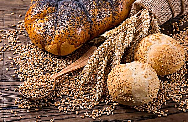 Turški in egiptovski uvozniki razpisujejo razpise za žito