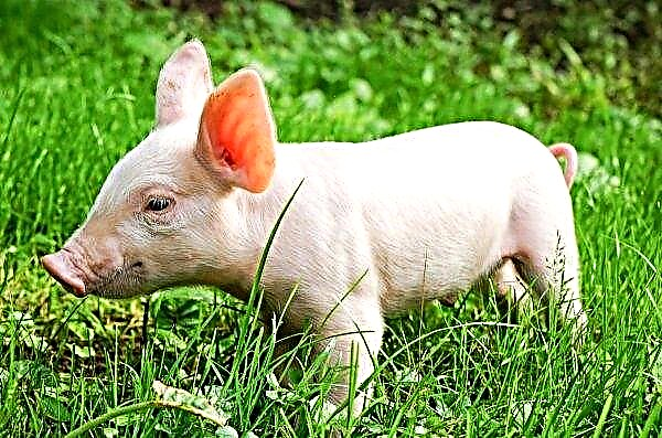 Sumy breeders save pigs from dysentery with herbal preparations