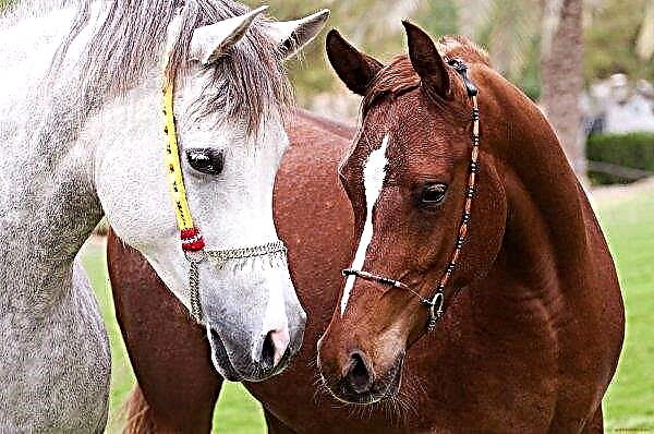 Équitation: des questions d'élevage de chevaux discutées en Russie