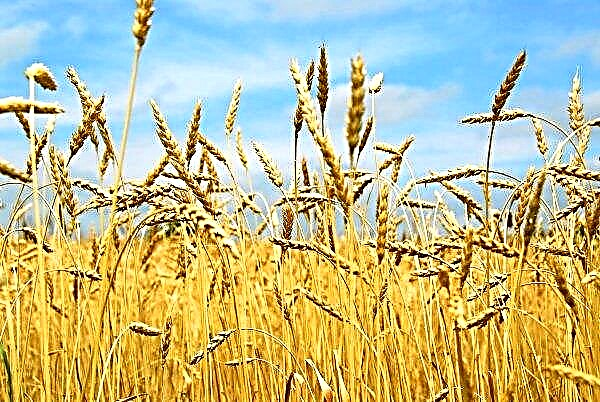 Jordbrukere i Sumy-regionen kan samle inn over 4 millioner tonn korn